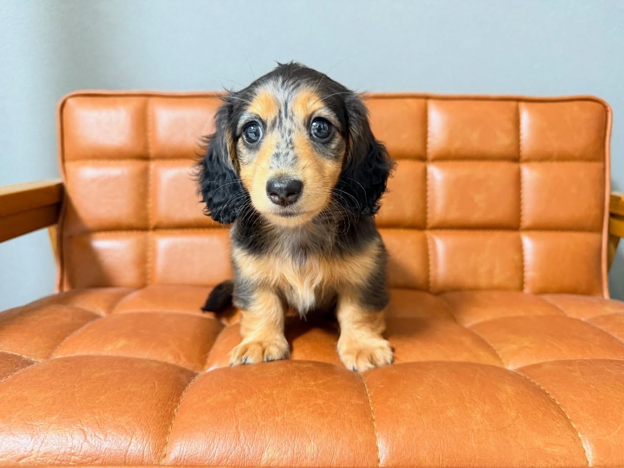 Dachshund puppy looking for family